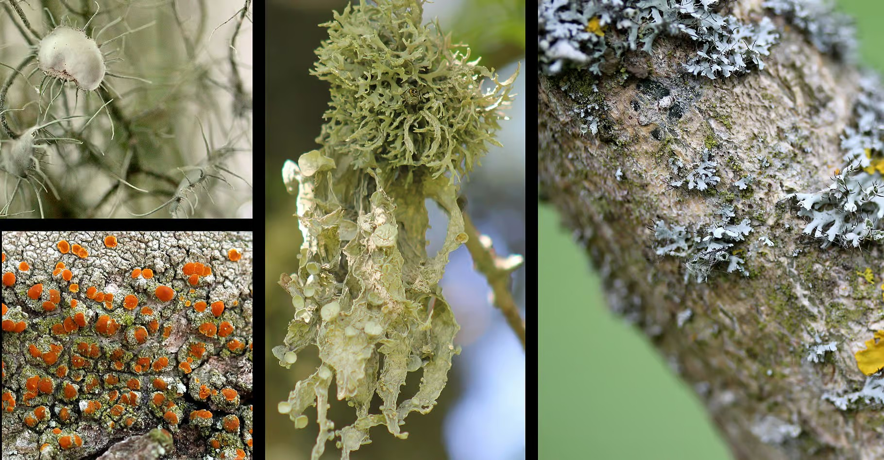 Traiter le lichen dans le gazon